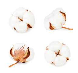 Set of cotton plant flowers isolated on white background. Collection.