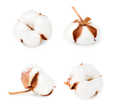 Set of cotton plant flowers isolated on white background. Collection.