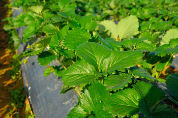 Strawberry field at northern of Thailand.