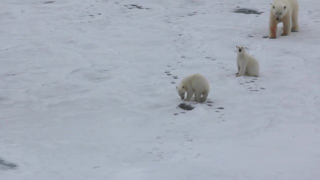 Meeting family of polar bear with icebreaker in frozen Arctic ocean
