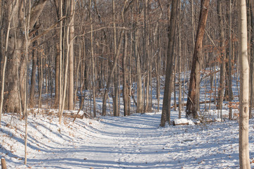 Snowy path in the woods