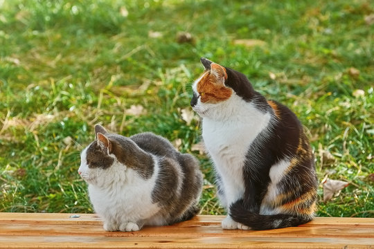 Two Cats on the Bench