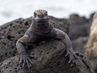 Portrait of the bizarre Marine Iguana, Amblyrhynchus cristatus hassi, Santa Cruz, Galapagos, Ecuador