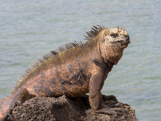 Obraz premium Marine Iguana, Amblyrhynchus cristatus hassi, is on the island of Santa Cruz, very abundant, Galapagos, Ecuador
