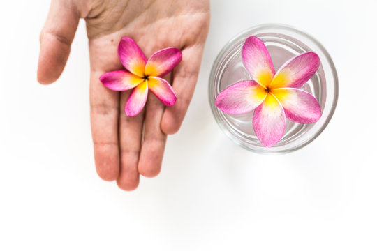 Lilivati flower plumeria on white background isolated with women hands