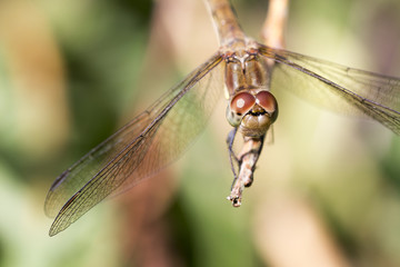Common Darter (Sympetrum striolatum), female, Welney WWT, Norfolk, England, UK.