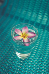 Fototapeta na wymiar plumeria lilavati flower on blue background isolated