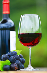 Single Red Wine in Bordeaux-shaped glass with bottle and fresh grapes on wooden table, defocused green outdoors background 5