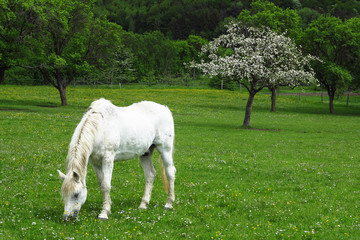 Fototapeta premium Pferd auf der Weide