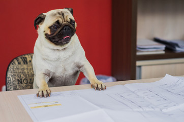 Dog pug breed working on table, paws on the table, sent chair with engineering plant.