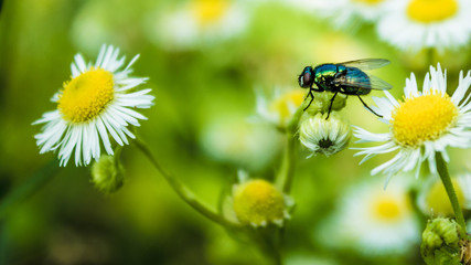 macro 