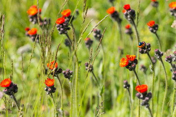 Beautiful small orange flowers on a green background
