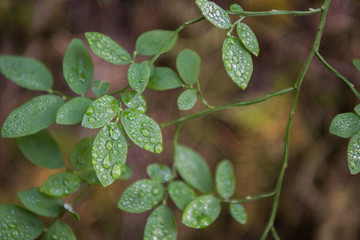 Water Droplets Cling to Green Leaves
