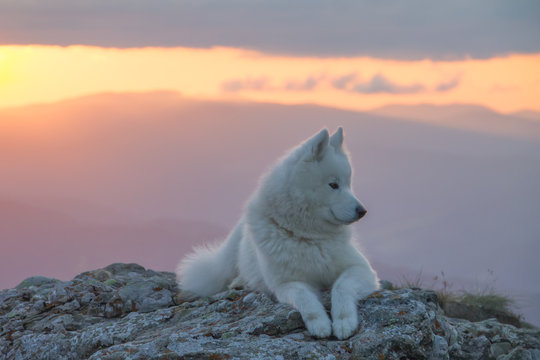 Beautiful white samoyed dog standing on a rock in the sunset light