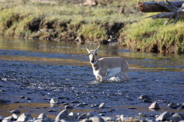 Pronghorn Wyoming, Yellowstone National Park
