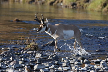 Pronghorn Wyoming, Yellowstone National Park