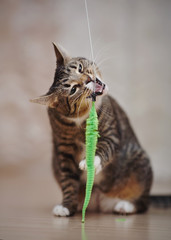 Young striped cat plays with a green toy.