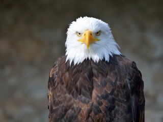 Weißkopfseeadler
