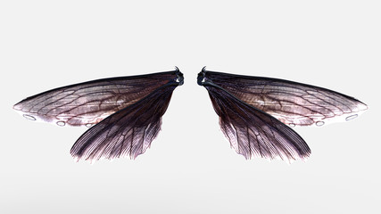 3d illustration wings of insect isolate on white background with clipping path © mrjo_7
