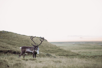 Wildlife | Isländisches Reentier