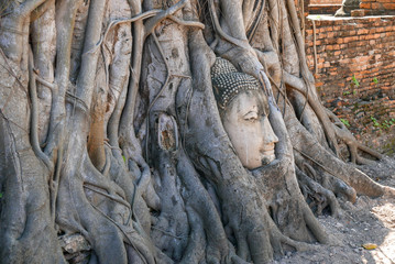 Profile of Buddha head in tree roots 
