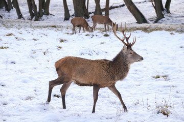 Fototapeta premium Hirsch läuft im Schnee, Winter 