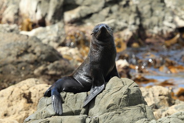 New Zealand sea lion (Phocarctos hookeri) Cub New Zealand