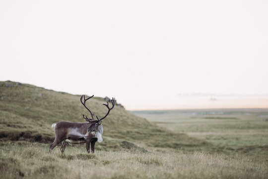 Wildlife | Isl&auml;ndisches Reentier