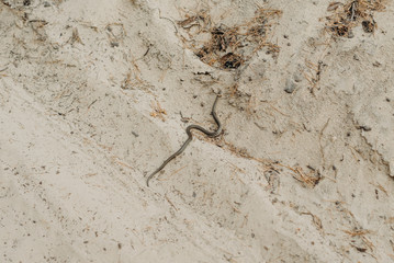 Wild Fauna. Herpetology. A snake on the sand. Water too.