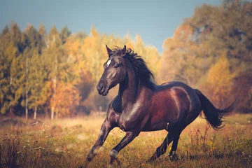 Gardinen Portrait of dark brown horse running on the yellow autumn trees and blue sky nature background © ashva