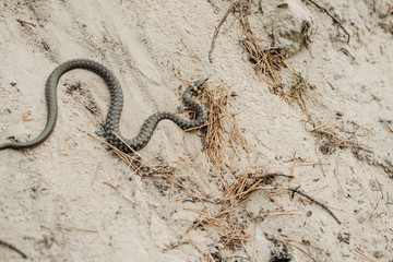 Wild Fauna. Herpetology. A snake on the sand. Water too.