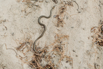 Wild Fauna. Herpetology. A snake on the sand. Water too.