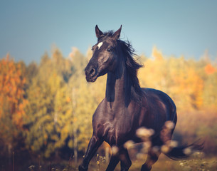 Portrait of black horse running on the yellow autumn trees and blue sky nature background
