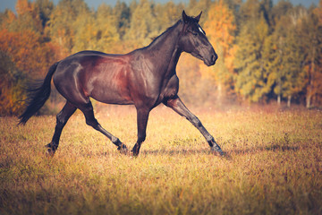 Black horse trotting on the autumn forest background