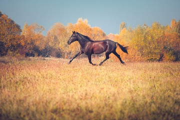 Black Orlov trotter runs on the yellow autumn nature background