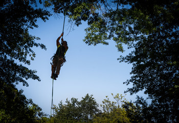 Tree worker climbing to cut branches