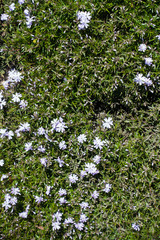 Blooming phlox subulata from above in spring