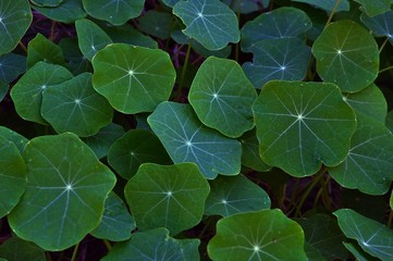 green leaves of nasturtiums