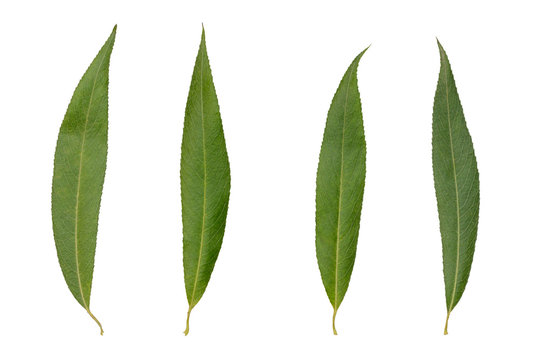 four dry green leaves of willow on white background