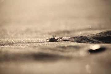 crab on the beach