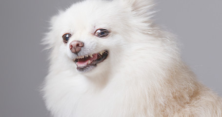  Angry Pomeranian dog barking