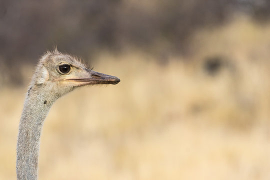 Portrait of a female South African ostrich