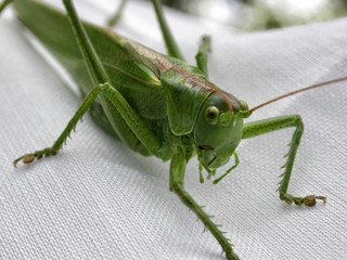 Close-up of a green grashopper on white mesh.