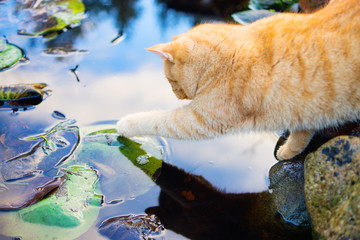 Ginger cat touching water with its paw
