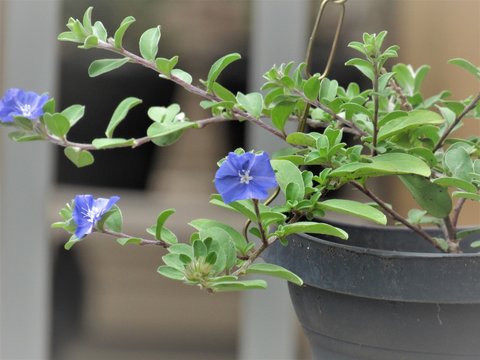 Vaso de pendurar com flor azul.