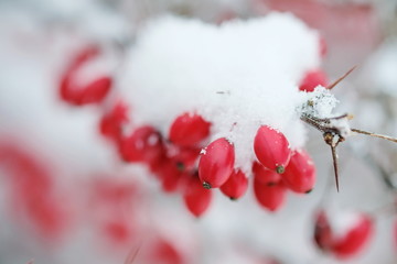 Beeren vom Schnee bedeckt 