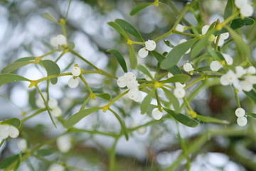 Mistel mit Früchten im Winter 