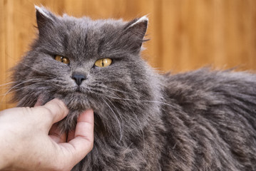 man stroking a cat under the chin