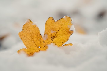 Herbstliches Blatt im Schnee