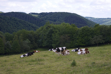 Fototapeta na wymiar Cows on pasture at the german Eifel region.